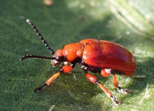 Réf. 306 502 : Lilioceris merdigera